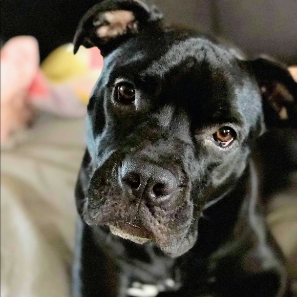 Meet your Posher, Amelia - Picture 6 of 7